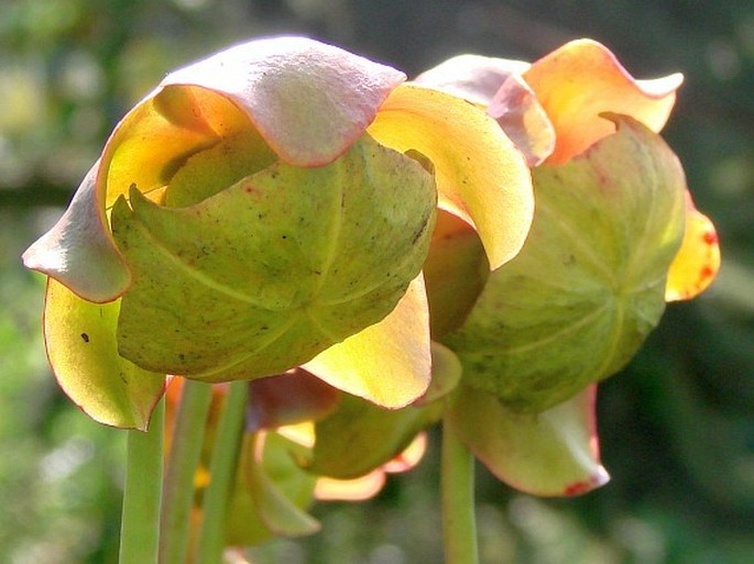 SARRACENIA PURPUREA L. – špirlice nachová