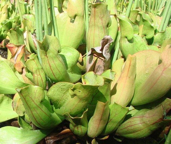 Sarracenia purpurea