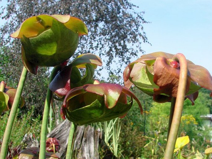 Sarracenia purpurea