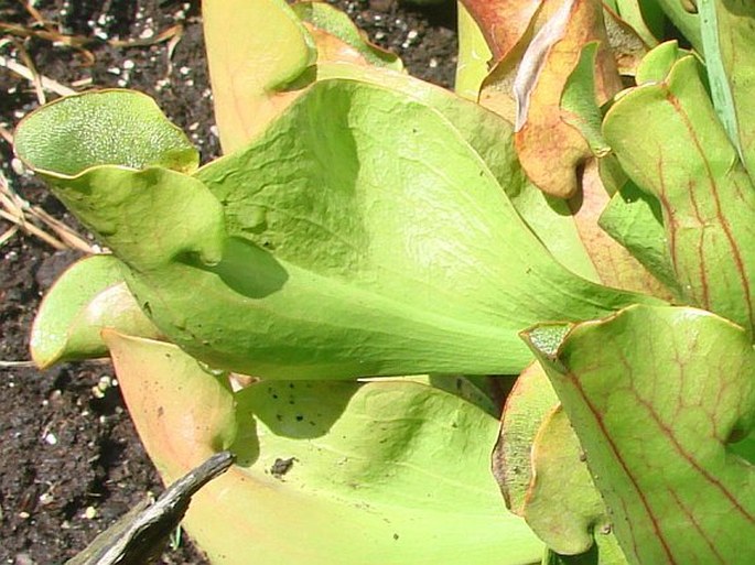 Sarracenia purpurea