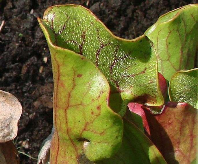 Sarracenia purpurea