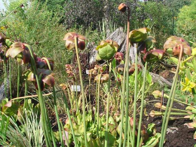 Sarracenia purpurea