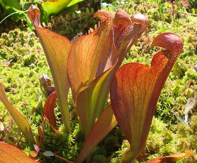 SARRACENIA PSITTACINA Michx. – špirlice