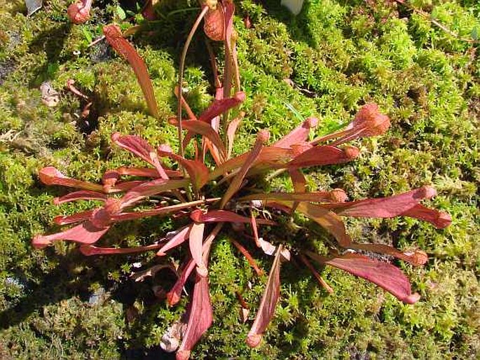 Sarracenia psittacina