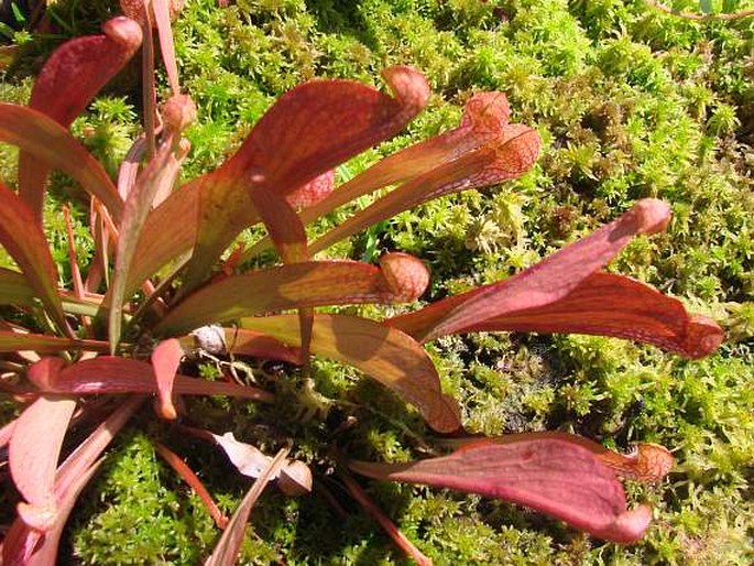 Sarracenia psittacina