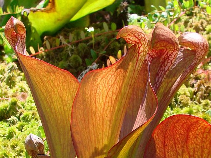 Sarracenia psittacina