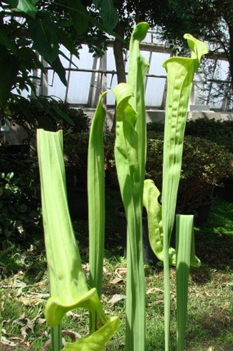 Sarracenia flava