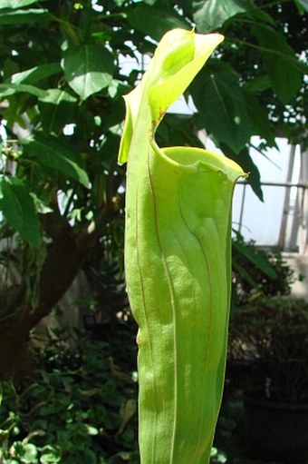 Sarracenia flava