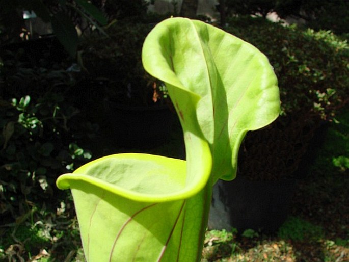 Sarracenia flava