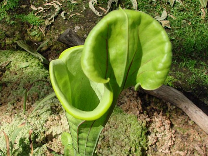 SARRACENIA FLAVA L.