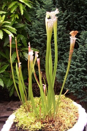 Sarracenia leucophylla