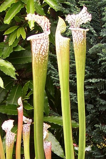 Sarracenia leucophylla