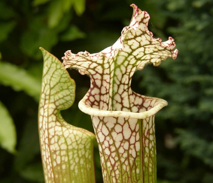 SARRACENIA LEUCOPHYLLA Raf. – špirlice bělolistá