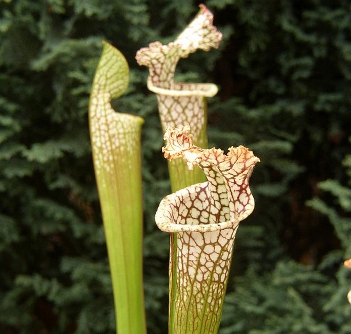 Sarracenia leucophylla