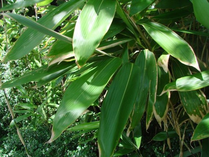 SASA PALMATA (Burb.) E. G. Camus