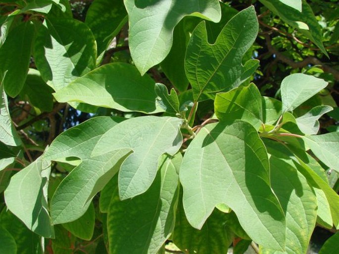 SASSAFRAS ALBIDUM (Nutt.) Nees – kašťa bělavá