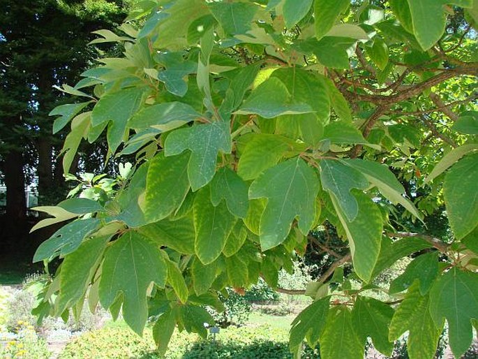 Sassafras albidum