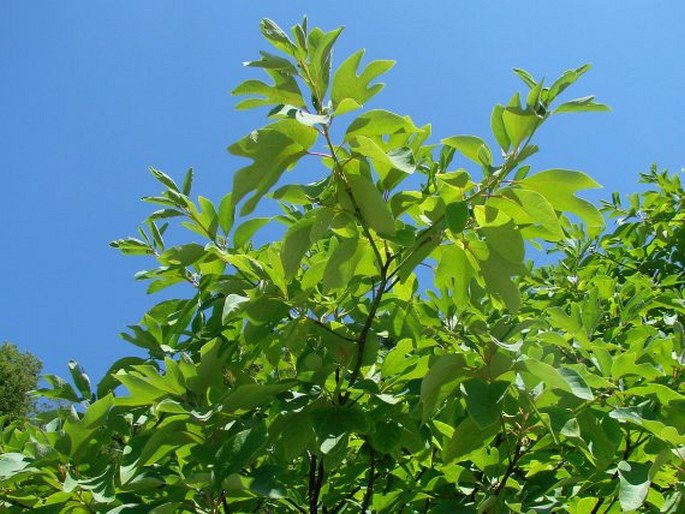 Sassafras albidum