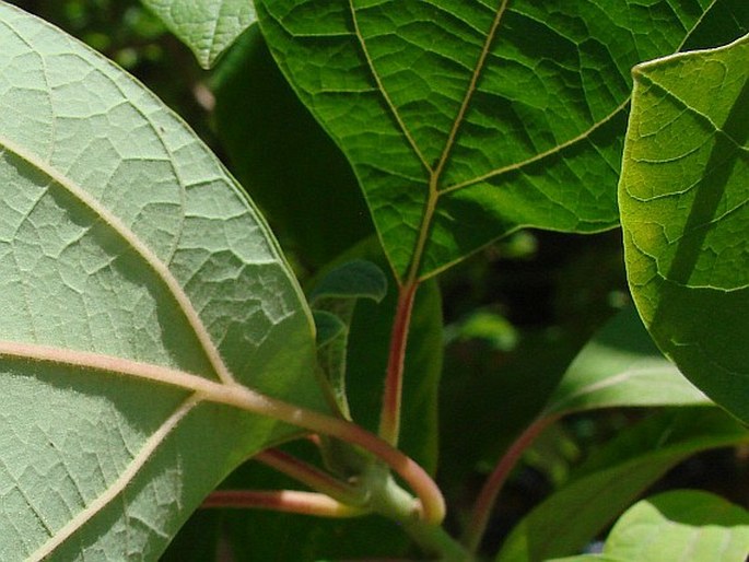 Sassafras albidum