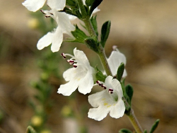 Satureja cuneifolia