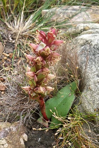 Satyrium lupulinum