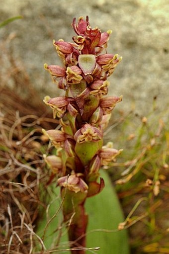 Satyrium lupulinum