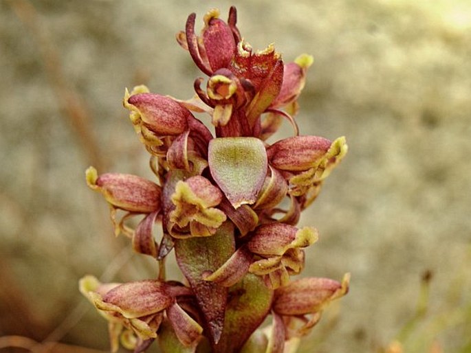 SATYRIUM LUPULINUM Lindl.