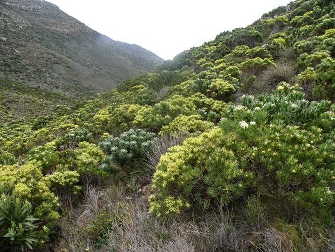 Satyrium lupulinum