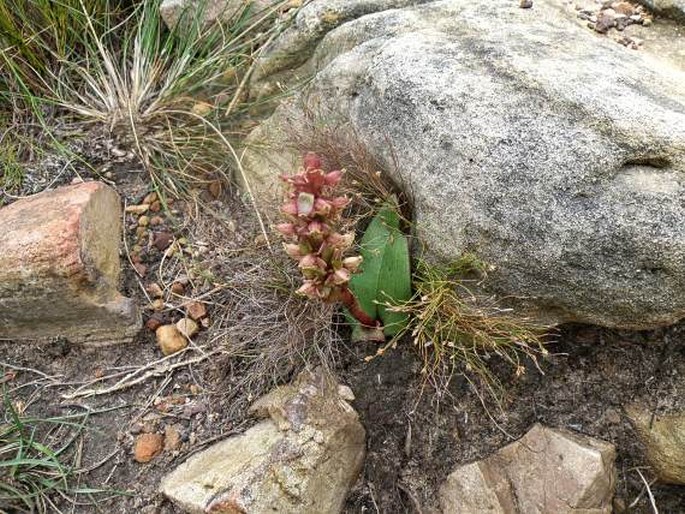 Satyrium lupulinum