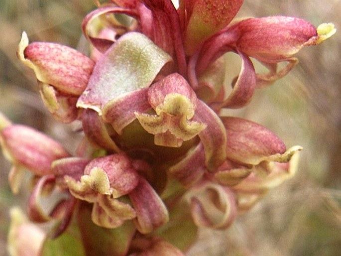 Satyrium lupulinum