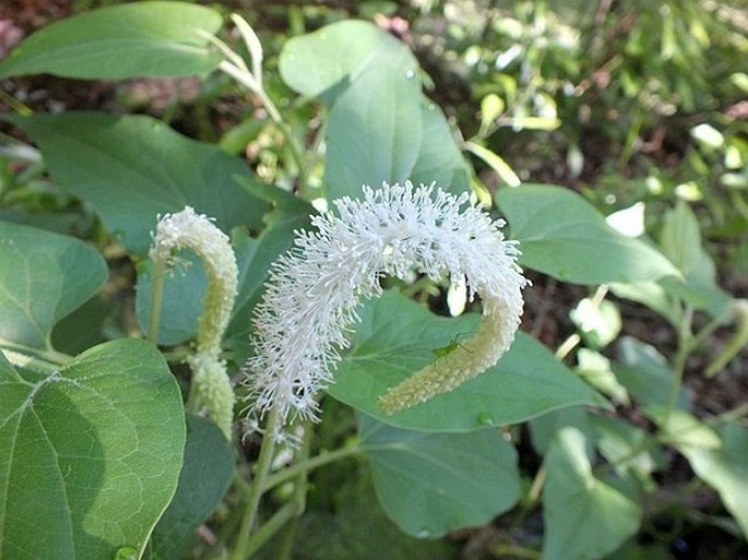 Saururus cernuus