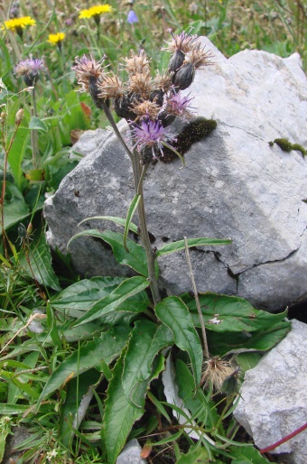 Saussurea discolor