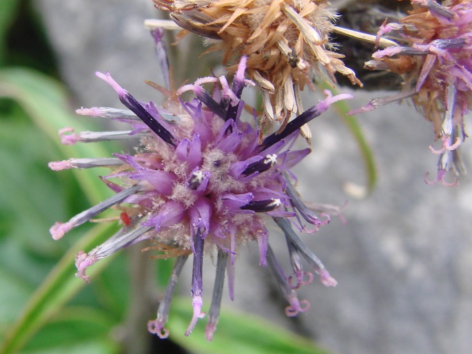 Saussurea discolor