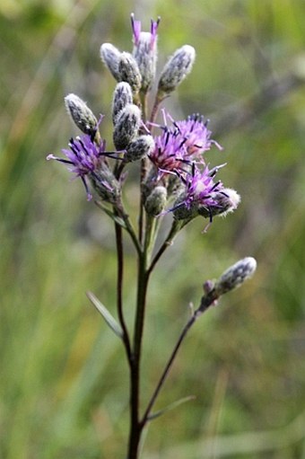 Saussurea esthonica