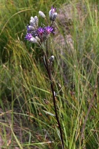 Saussurea esthonica