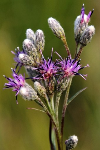 Saussurea esthonica