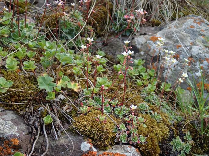 Saxifraga cartilaginea