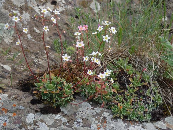 Saxifraga cartilaginea