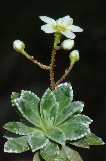 Saxifraga cartilaginea