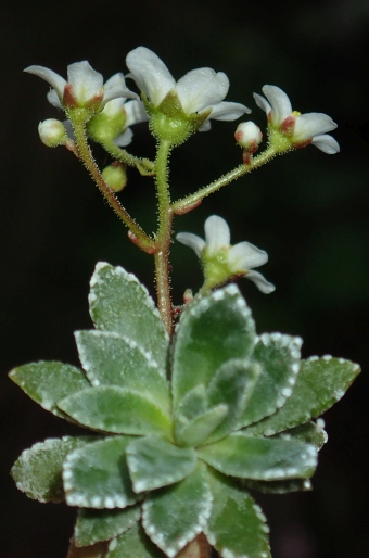 Saxifraga cartilaginea