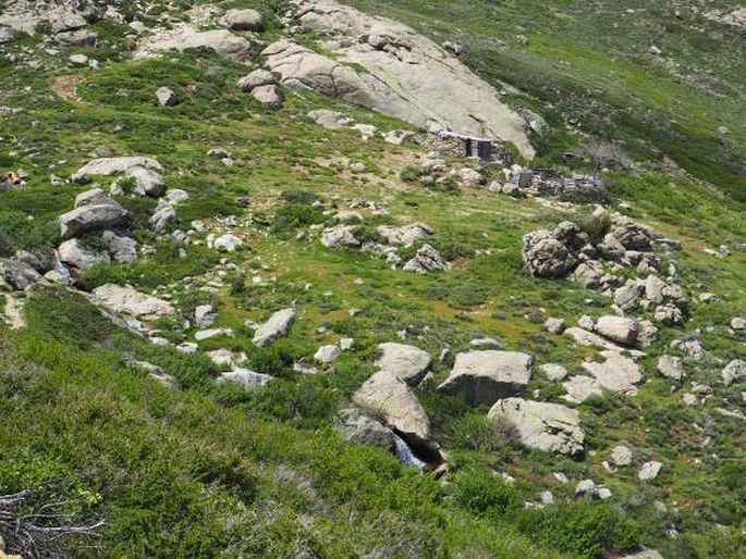 Saxifraga corsica