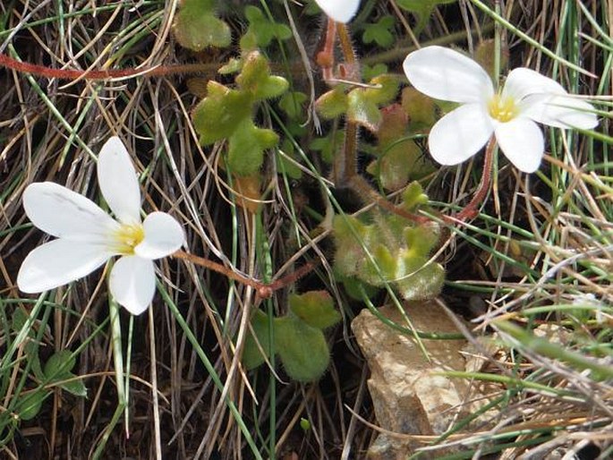 Saxifraga corsica