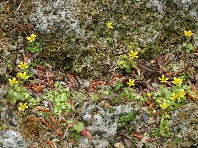 Saxifraga cymbalaria