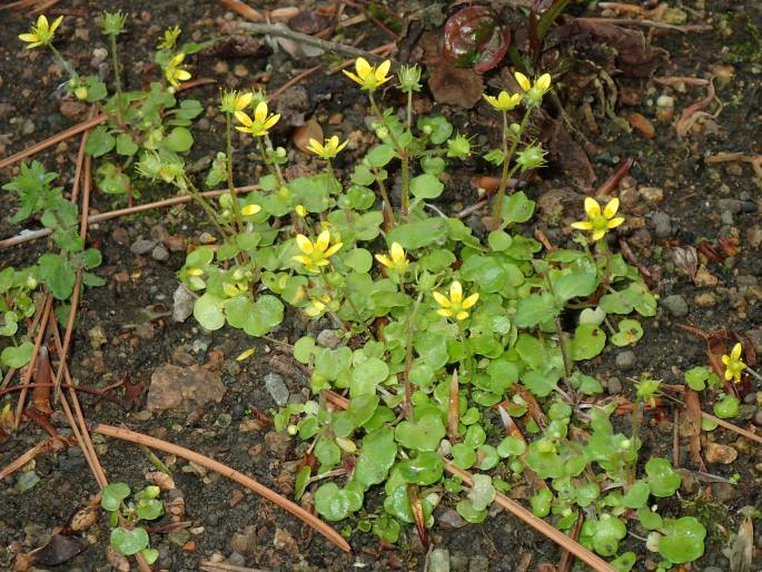 Saxifraga cymbalaria