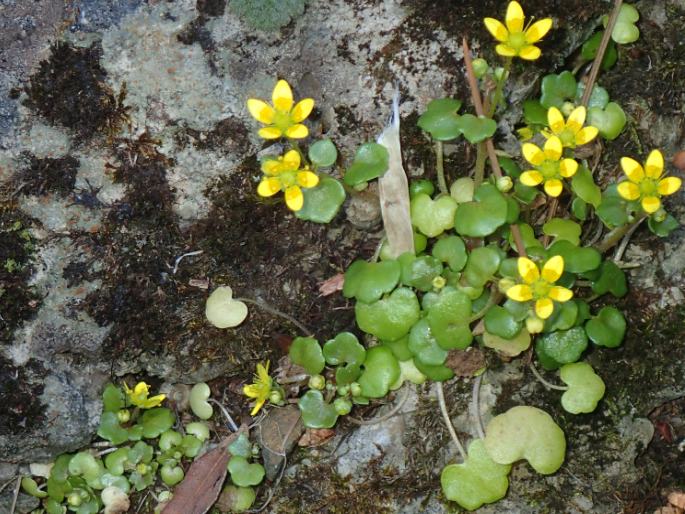 Saxifraga cymbalaria