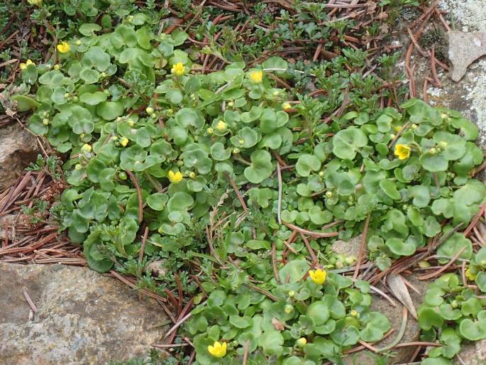 Saxifraga cymbalaria