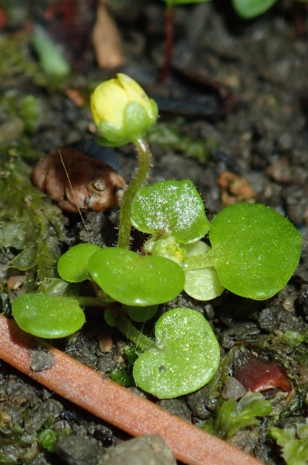 Saxifraga cymbalaria