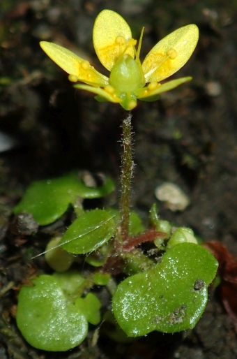 Saxifraga cymbalaria