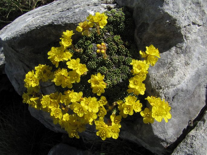 SAXIFRAGA FERDINANDI-COBURGI Kellerer et Sünd.