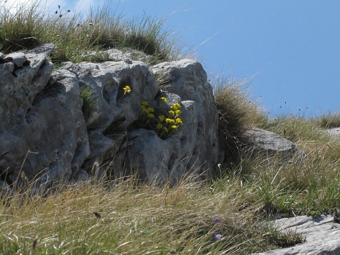 Saxifraga ferdinandi-coburgi